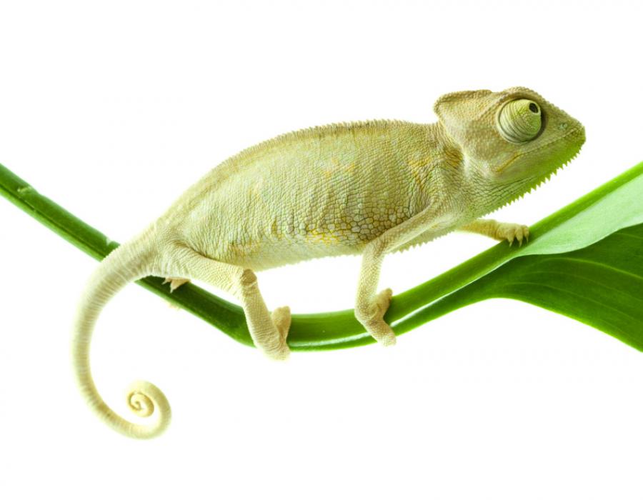 Chameleon
